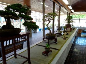 盆友会　春の盆栽展