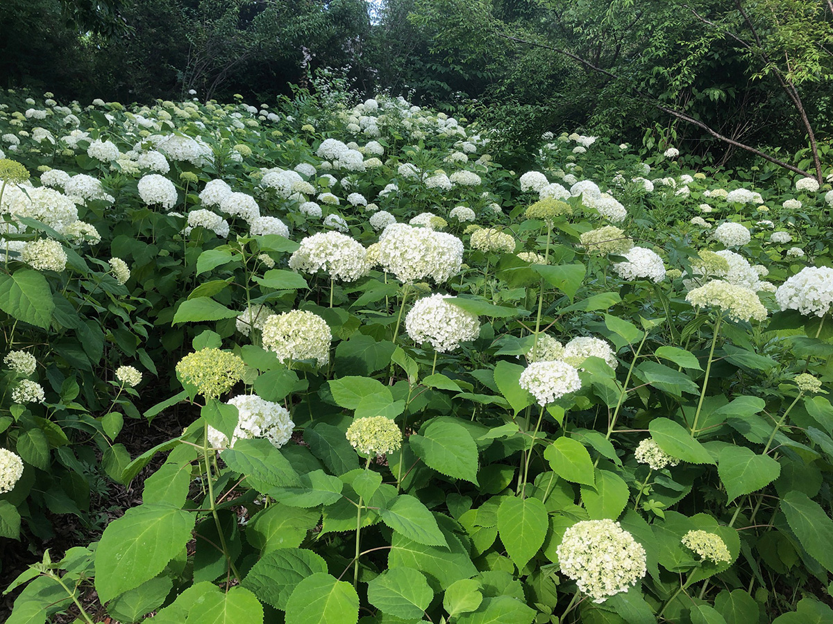 50歳からのガーデン婚活