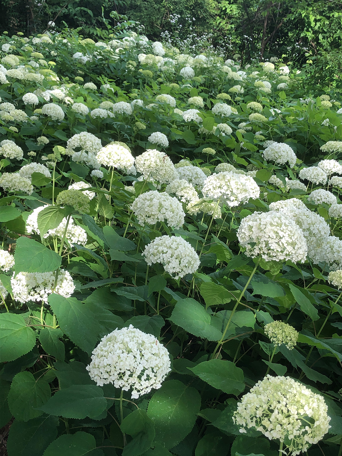 50歳からのガーデン婚活