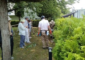 サワラ生垣の剪定講習会