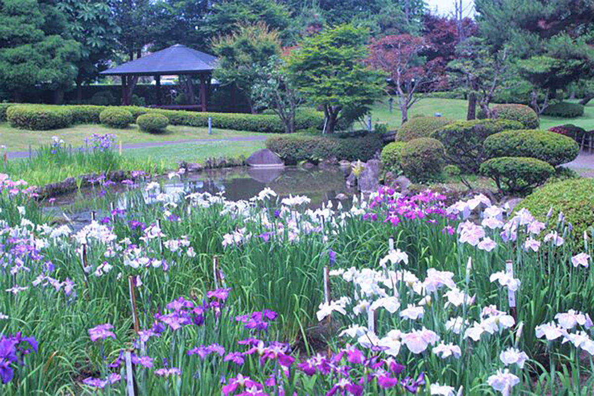 藤田記念庭園「ハナショウブ管理」