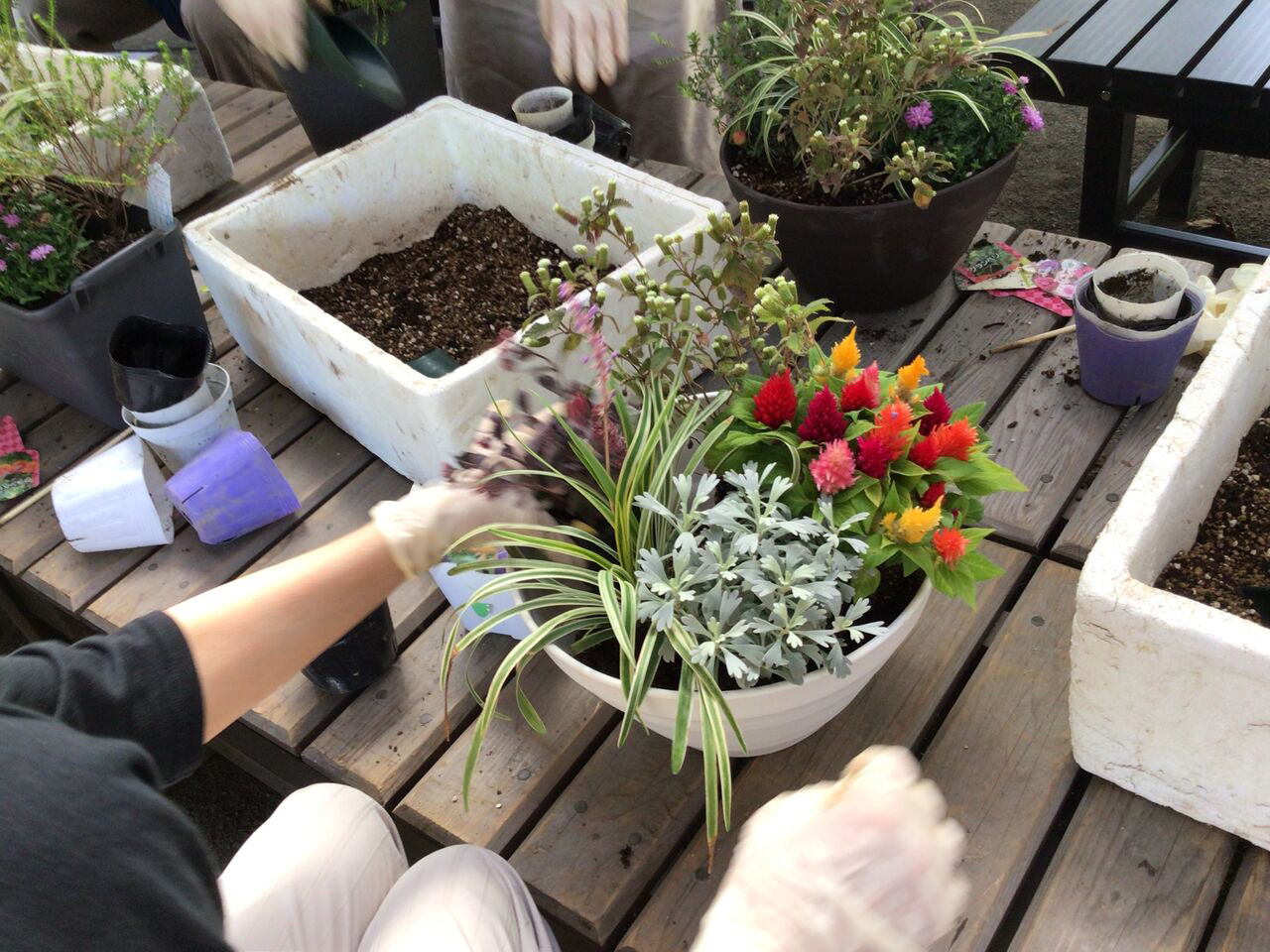 秋の寄せ植え体験