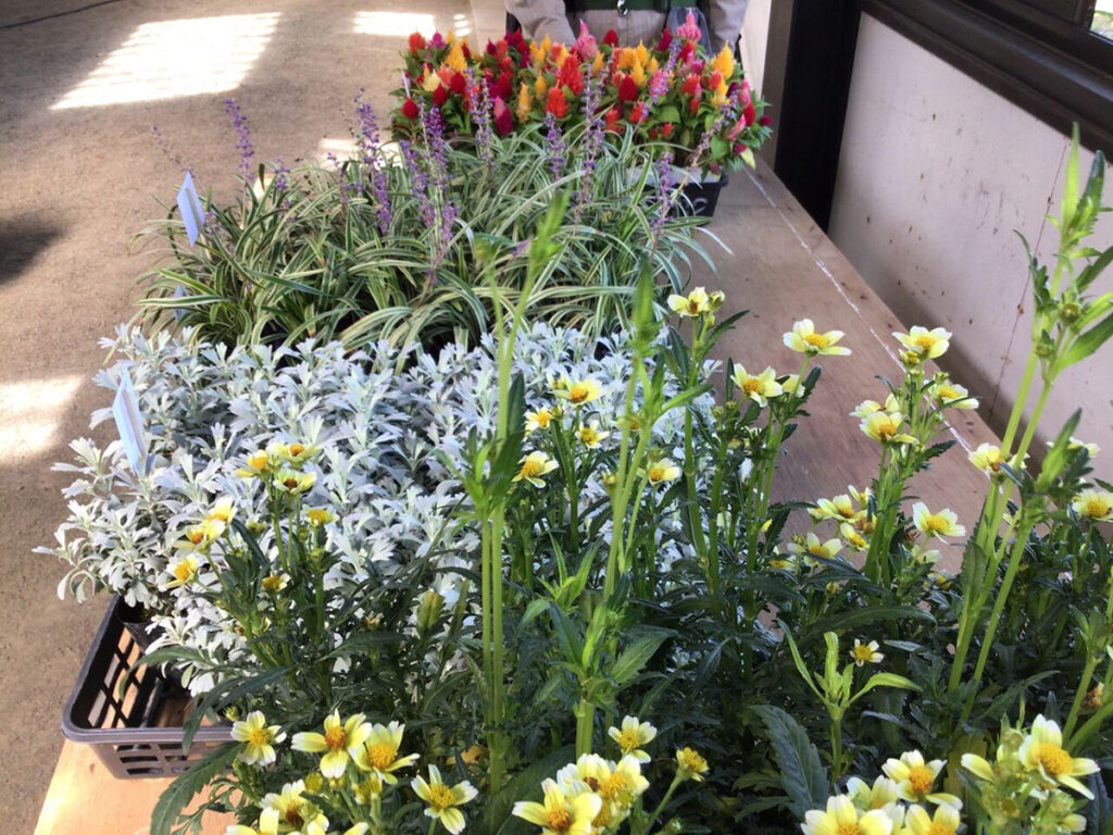 秋の寄せ植え体験