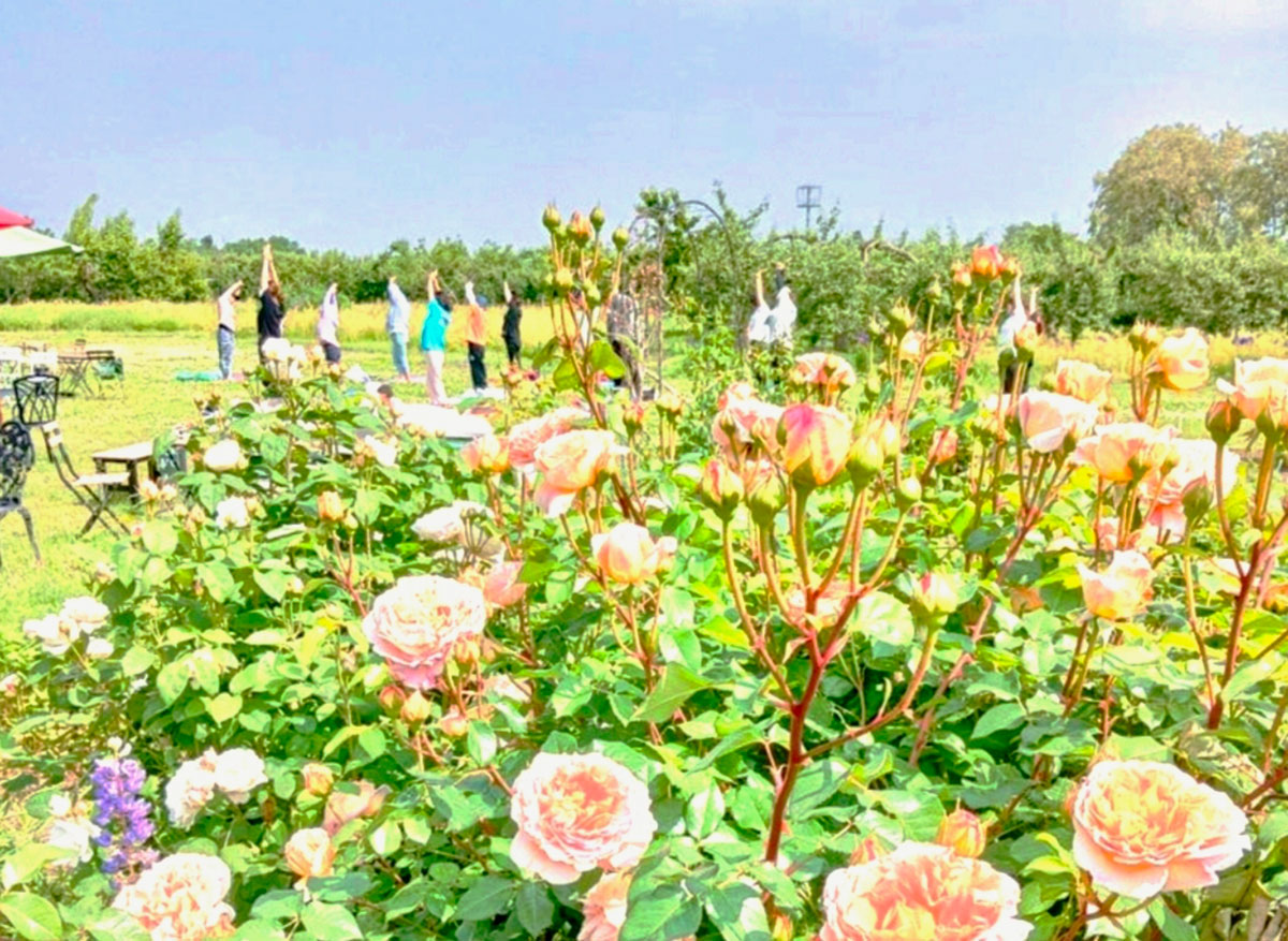 薔薇ヨガ＆ピラティス in Garden