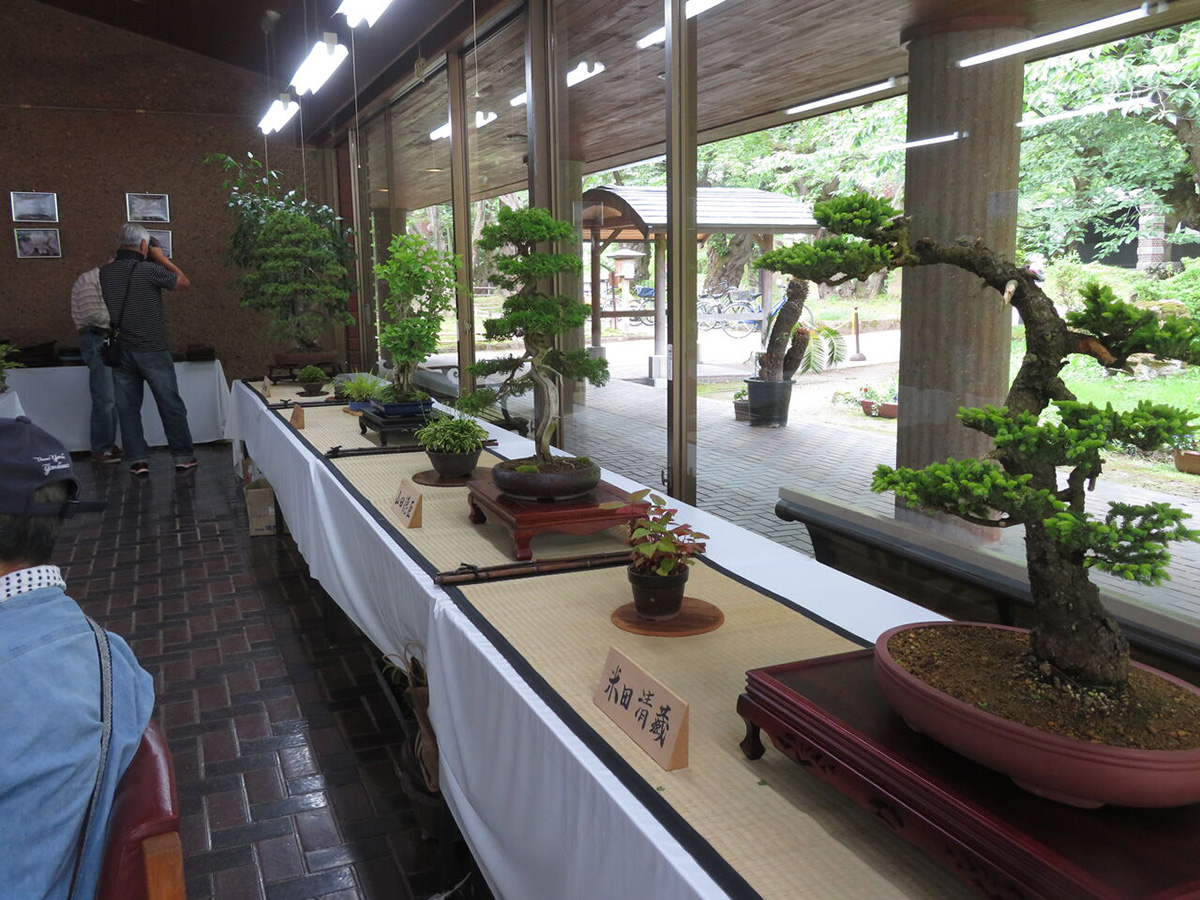 弘前盆栽研究会諸盆栽作品展