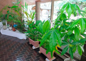 観葉植物展