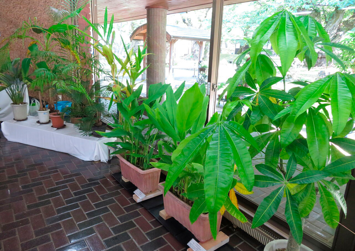 観葉植物展