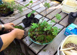 夏の寄せ植え講習会