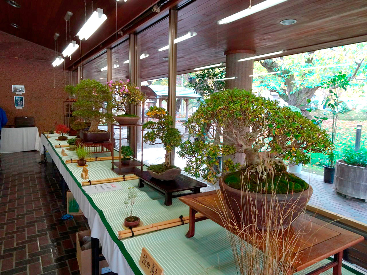 さつき秋季展