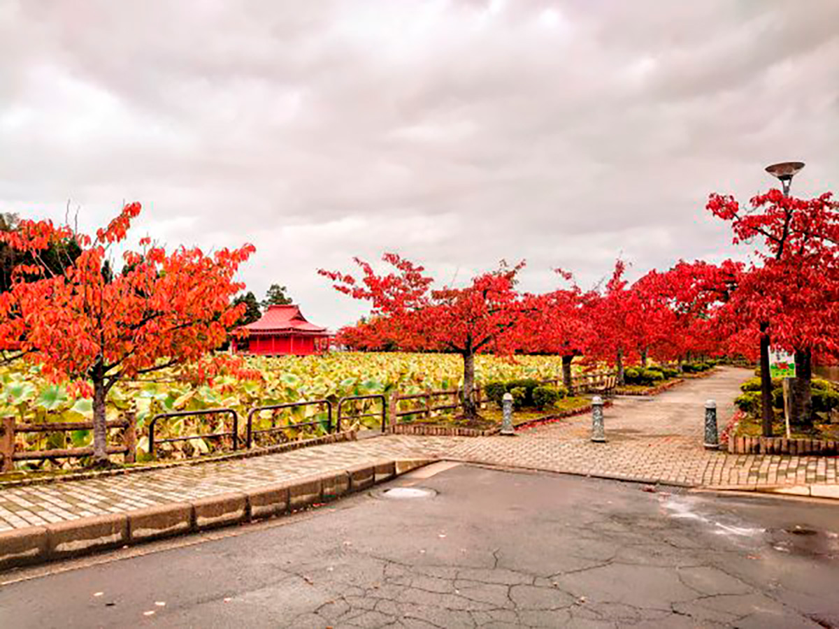 猿賀公園 紅葉まつり2026