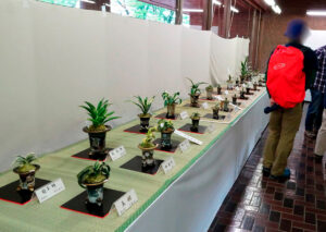 おもと展