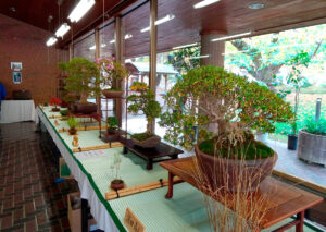 さつき秋季展